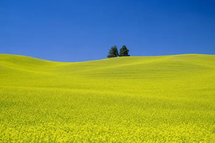 Framed Print : Rapeseed (Brassica napus) field with blue sky, Palouse farm, Washington State, USA Framed Print : Rapeseed (Brassica napus) field with blue sky, Palouse farm, Washington State, USA