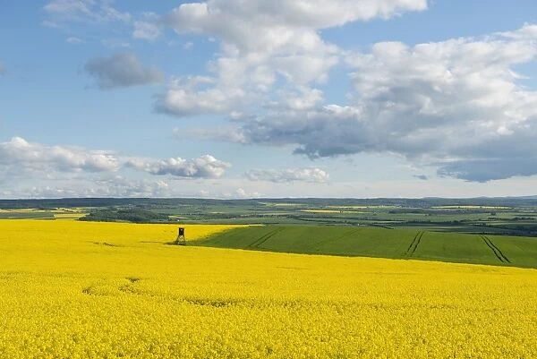 Rapeseed field -Brassica napus- flowering, Thuringia, Germany