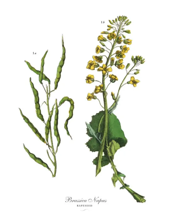 Framed Print : Rapeseed, Root Crops and Vegetables, Victorian Botanical Illustration