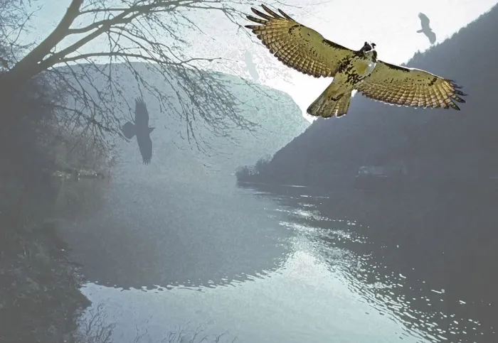 Framed Print : Raptor flight at Delaware Water Gap NRA Framed Print : Raptor flight at Delaware Water Gap NRA