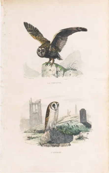 Framed Print : Very Rare engraving with owls, Buffon, 1838 Framed Print : Very Rare engraving with owls, Buffon, 1838