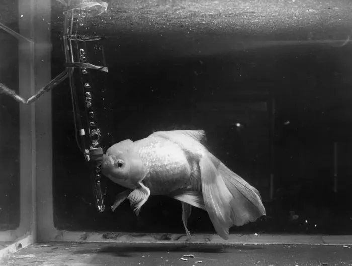 Framed Print : Rare Fish. 12th June 1952: An exotic fish on display at the National Aquarium