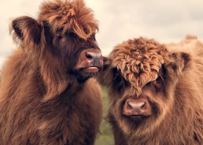Framed Print : Rare furry cattle Framed Print : Rare furry cattle