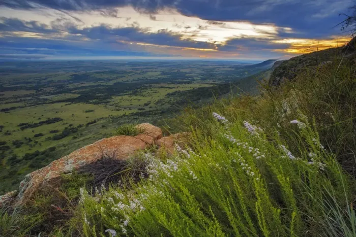 Framed Print : Rare Fynbos of the Magaliesberg Mountain Range. Walafrida tenuifolia and Erica woodii growing on the rocky cliffs of the Magaliesberg Mountain Range, Magaliesberg, North-West Province, South Africa Framed Print : Rare Fynbos of the Magaliesberg Mountain Range. Walafrida tenuifolia and Erica woodii growing on the rocky cliffs of the Magaliesberg Mountain Range, Magaliesberg, North-West Province, South Africa
