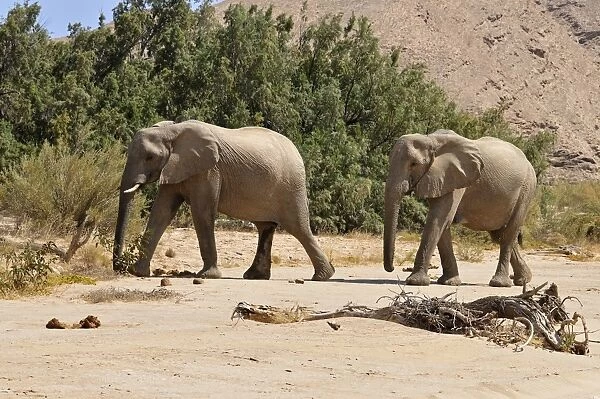 Two of the rare Namibian Desert Elephant -Loxodonta africana-, Hoanib River, Namib desert, Kaokoland, Kaokoveld, Kunene Province, Namibia