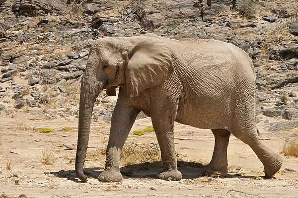 Rare Namibian Desert Elephant -Loxodonta africana-, Hoanib River, Namib desert, Kaokoland, Kaokoveld, Kunene Province, Namibia