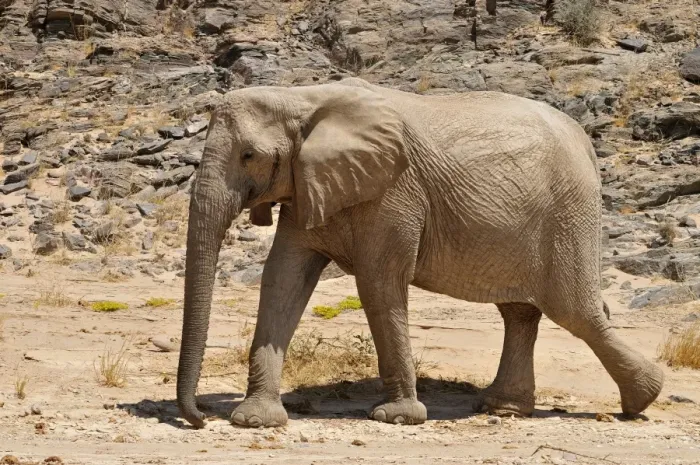 Framed Print : Rare Namibian Desert Elephant -Loxodonta africana-, Hoanib River, Namib desert, Kaokoland, Kaokoveld, Kunene Province, Namibia Framed Print : Rare Namibian Desert Elephant -Loxodonta africana-, Hoanib River, Namib desert, Kaokoland, Kaokoveld, Kunene Province, Namibia