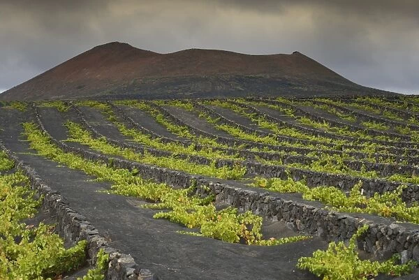 Rare rain clouds, worldwide unique viniculture, vines growing in dry pits on volcanic ash, lava, wine growing region of La Geria, Lanzarote, Canary Islands, Spain