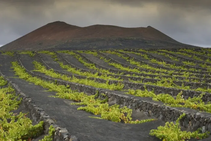 Framed Print : Rare rain clouds, worldwide unique viniculture, vines growing in dry pits on volcanic ash, lava, wine growing region of La Geria, Lanzarote, Canary Islands, Spain Framed Print : Rare rain clouds, worldwide unique viniculture, vines growing in dry pits on volcanic ash, lava, wine growing region of La Geria, Lanzarote, Canary Islands, Spain
