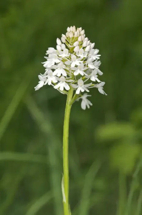 Framed Print : Rare white-flowering colour variation of Pyramidal Orchid -pyramidalis-, Kaiserstuhl, Baden-Wurttemberg, Germany Framed Print : Rare white-flowering colour variation of Pyramidal Orchid -pyramidalis-, Kaiserstuhl, Baden-Wurttemberg, Germany