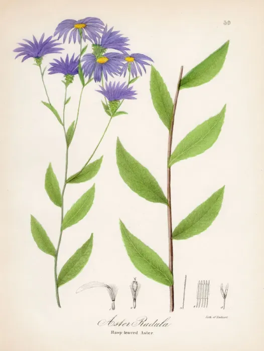 Framed Print : Rasp leaved aster botanical engraving 1843 Framed Print : Rasp leaved aster botanical engraving 1843