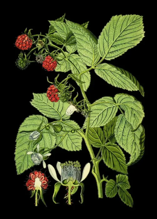 Framed Print : raspberries Framed Print : raspberries