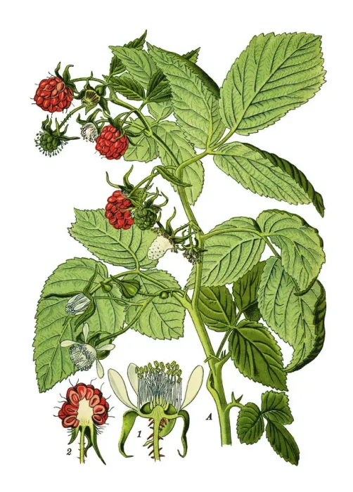 Framed Print : raspberries