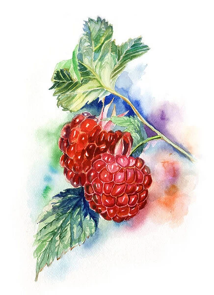 two raspberries on color background. watercolor painting