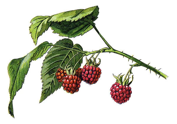 Raspberry. Antique illustration of a Medicinal and Herbal Plants