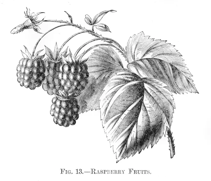 Framed Print : Raspberry fruits engraving 1898 Framed Print : Raspberry fruits engraving 1898