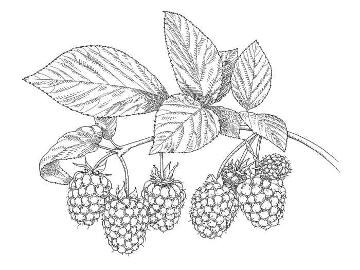 Framed Print : Raspberry Plant Framed Print : Raspberry Plant