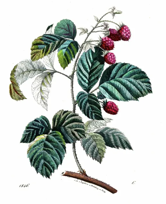 Framed Print : Raspberry - Very rare plate from Book of the World 1846 Framed Print : Raspberry - Very rare plate from Book of the World 1846