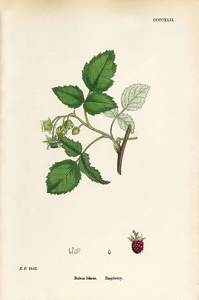 Raspberry, Rubus Idaeus, Victorian Botanical Illustration, 1863