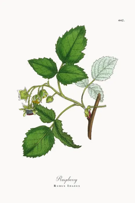 Framed Print : Raspberry, Rubus Idaeus, Victorian Botanical Illustration, 1863 Framed Print : Raspberry, Rubus Idaeus, Victorian Botanical Illustration, 1863