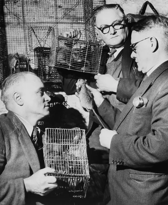 Framed Print : Rat Catchers Counting Their Captured Rats Framed Print : Rat Catchers Counting Their Captured Rats
