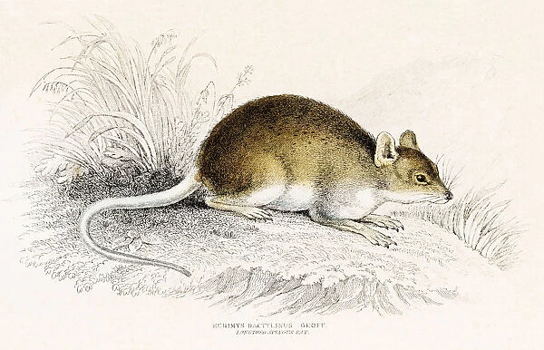 Rat engraving 1855
