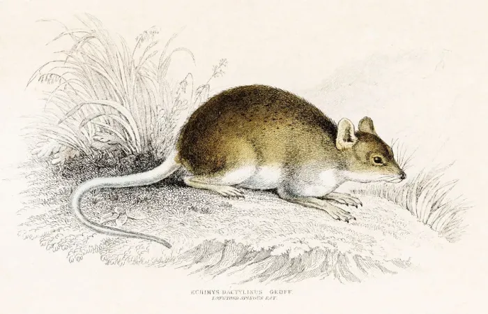 Framed Print : Rat engraving 1855 Framed Print : Rat engraving 1855