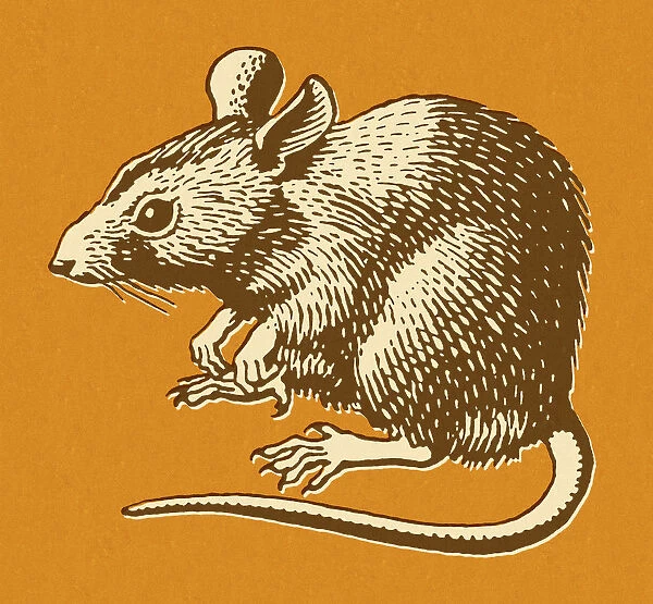 Rat on Orange Background