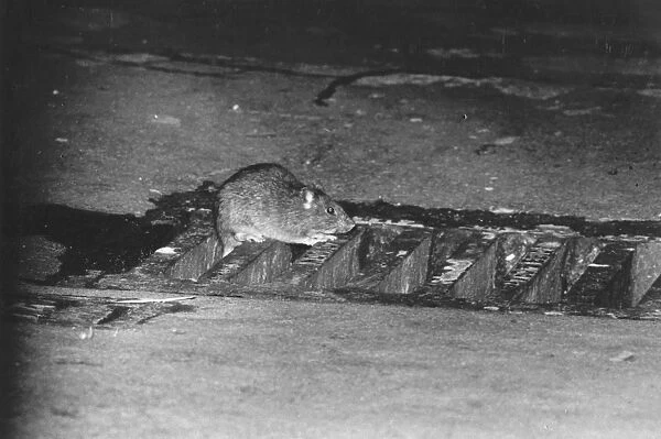 Rat. A rat sitting by a drain during the dustmens strike in Haymarket, London