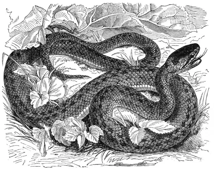 Framed Print : Rat snake (coronella laevis) Framed Print : Rat snake (coronella laevis)