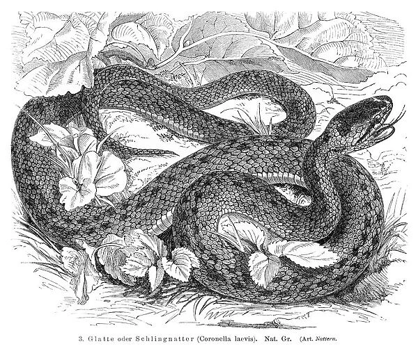 Rat snake engraving 1896
