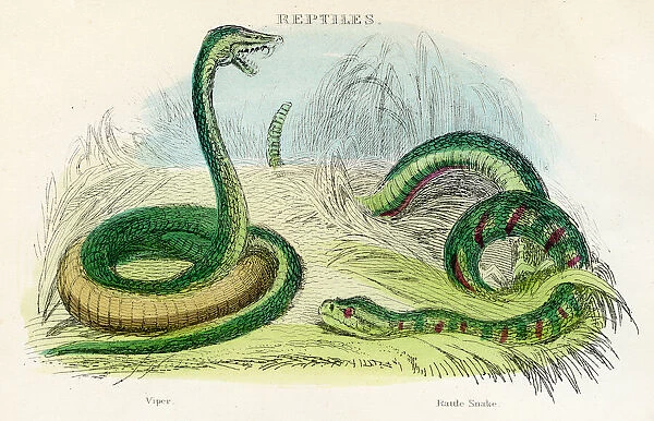 Rattle snake and viper engraving 1893