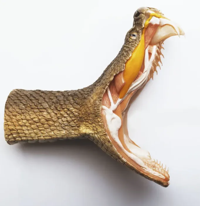 Framed Print : Rattlesnake, mouth wide open, showing fangs and interior of mouth and neck, cross-section Framed Print : Rattlesnake, mouth wide open, showing fangs and interior of mouth and neck, cross-section