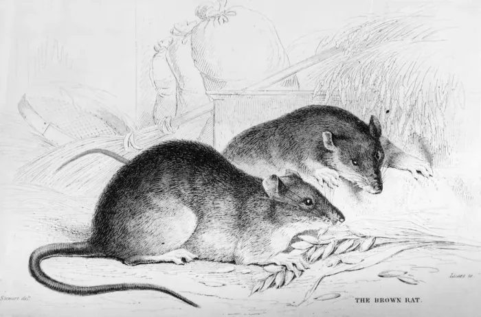Framed Print : Rattus Norvegicus Framed Print : Rattus Norvegicus