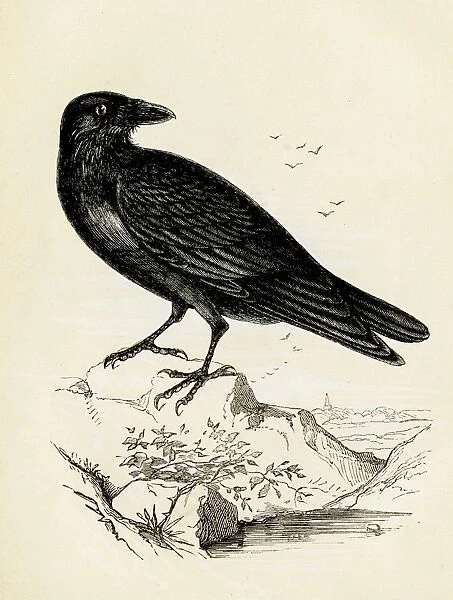 Raven bird engraving 1851