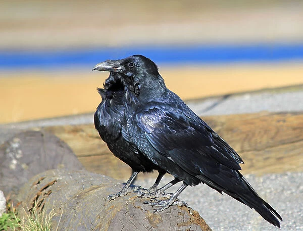 Raven, Corvus corax, Common Raven, Northen Raven, Passerine