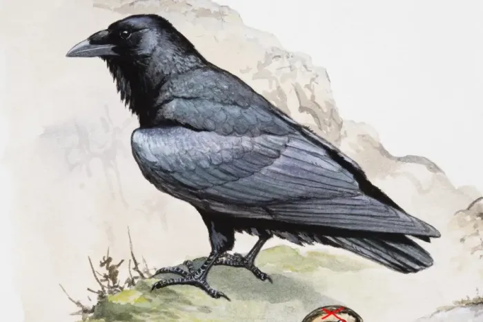 Framed Print : Raven (Corvus corax) perching on cliff edge, side view Framed Print : Raven (Corvus corax) perching on cliff edge, side view