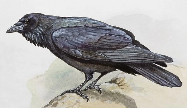Raven (Corvus corax), perching on a rock, side view