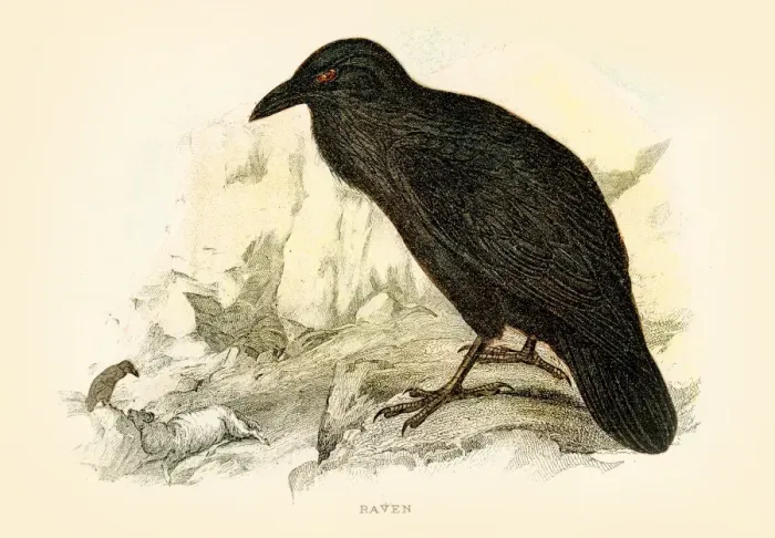 Framed Print : Raven engraving 1896 Framed Print : Raven engraving 1896