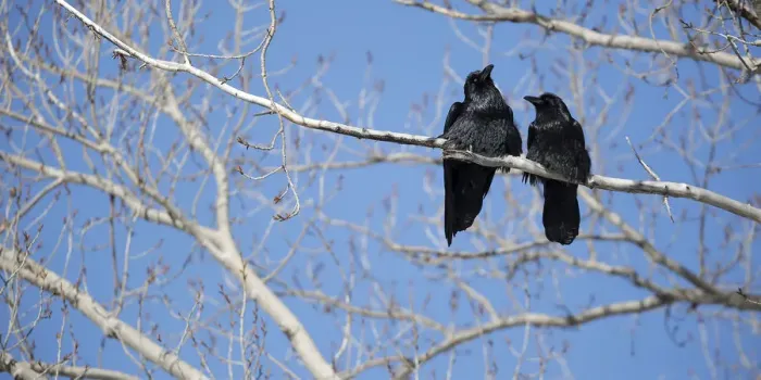 Framed Print : Raven Pair Framed Print : Raven Pair