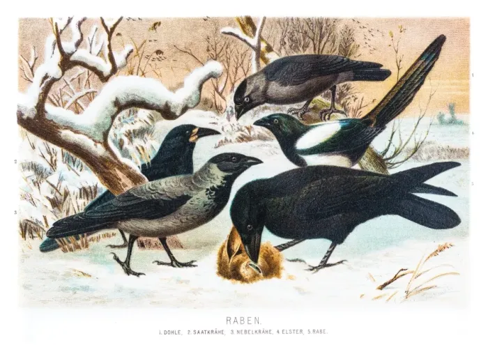 Framed Print : Ravens in the snow illustration 1882 Framed Print : Ravens in the snow illustration 1882