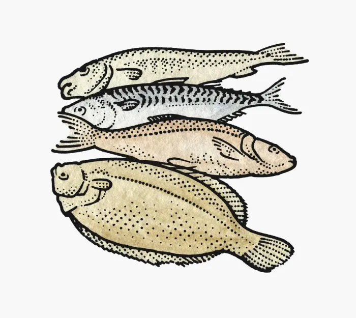 Framed Print : Four raw fish including flounder and trout Framed Print : Four raw fish including flounder and trout