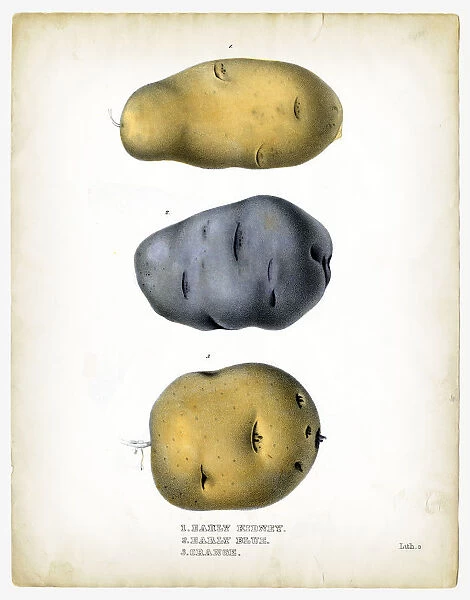 Raw potatoes illustrations 1849