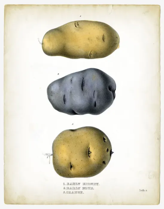 Framed Print : Raw potatoes illustrations 1849 Framed Print : Raw potatoes illustrations 1849