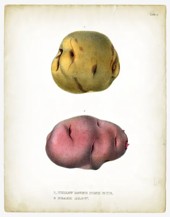 Framed Print : Raw potatoes illustrations 1849 Framed Print : Raw potatoes illustrations 1849