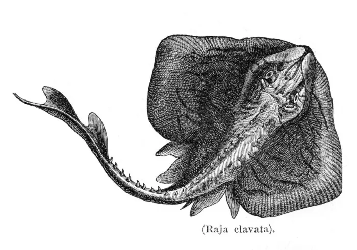 Framed Print : Ray fish engraving 1897