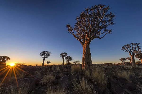 Last Rays of Golden Light Across The Quiver Tree Forest, Keetmanshoop, Namibia