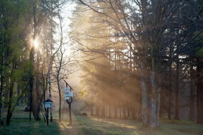 Framed Print : Rays of light bursting through trees Framed Print : Rays of light bursting through trees