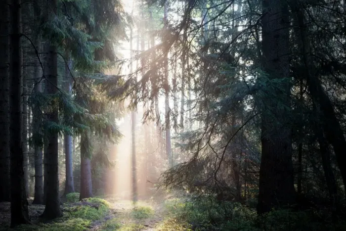 Framed Print : Rays of light in forest