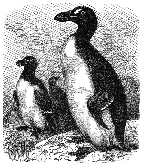 Framed Print : Razorbill (Alca torda)